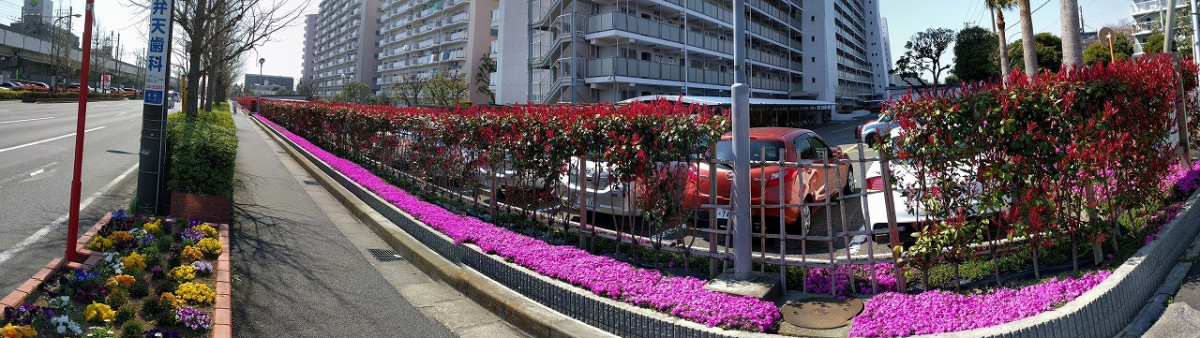 バス通り沿い250ｍに2,000株の芝桜大花壇です