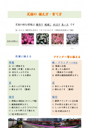 活動予定 実績 17 04 芝桜浦安