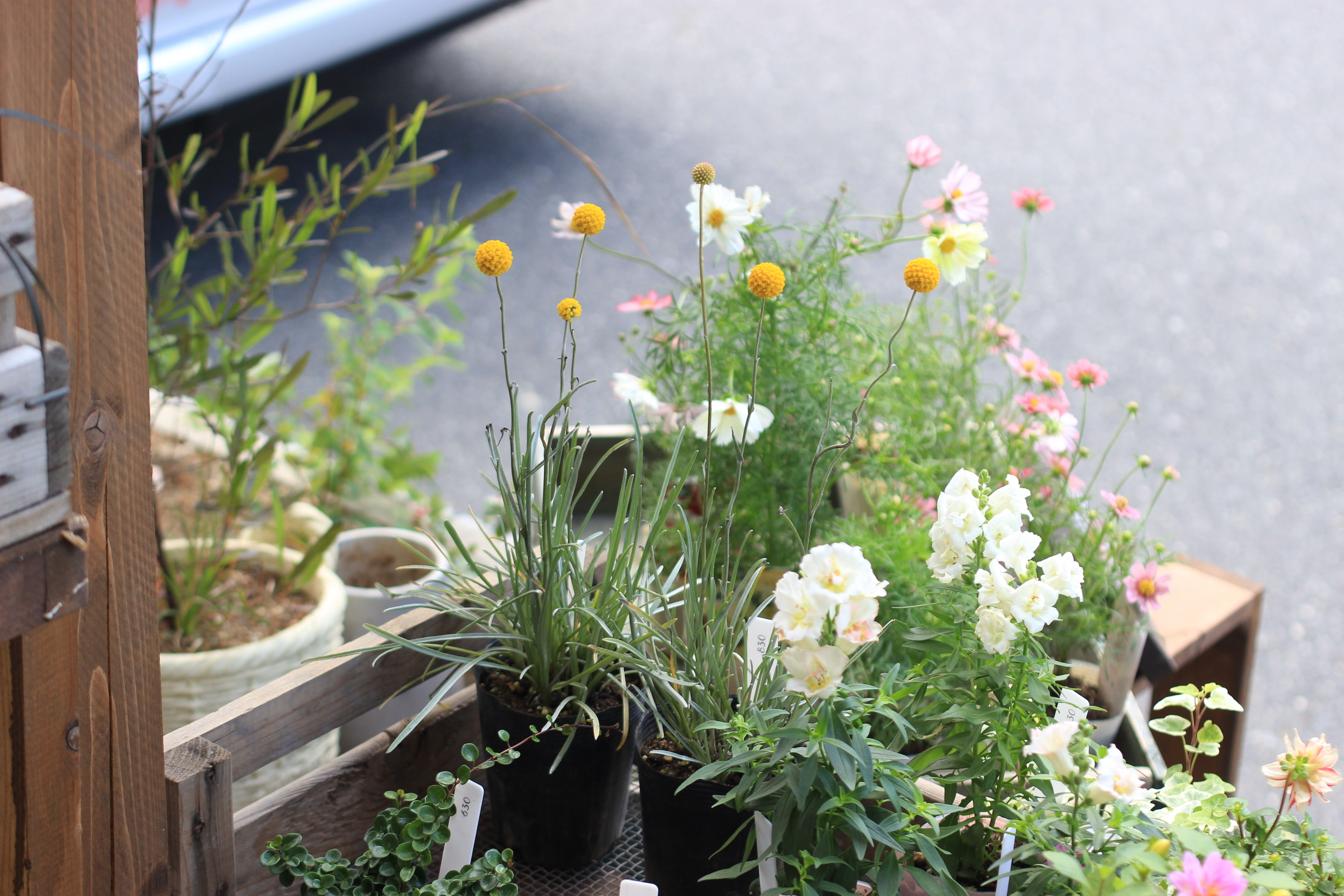 Blog 18 10 アトリエajisai ブリコラージュフラワー 花の寄せ植え教室