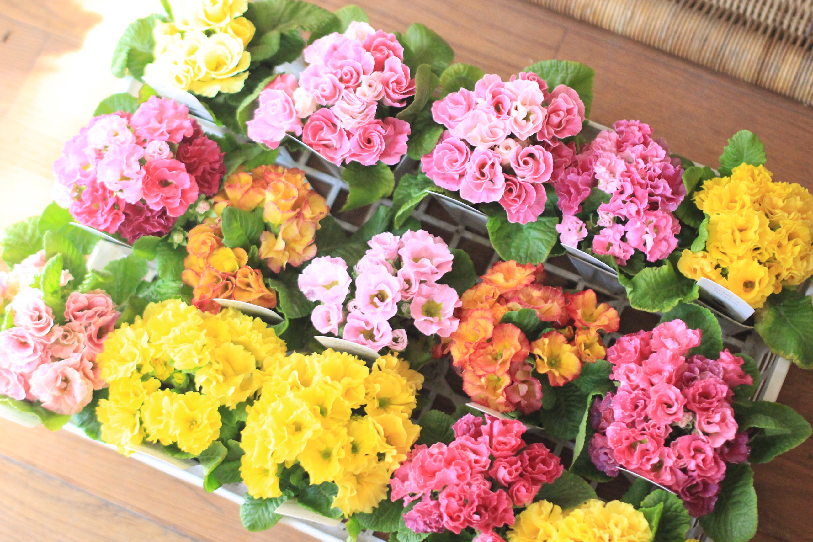 入荷情報 アトリエajisai ブリコラージュフラワー 花の寄せ植え教室