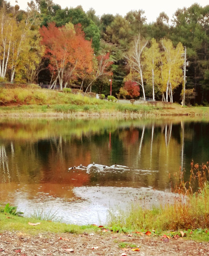 秋の湖面