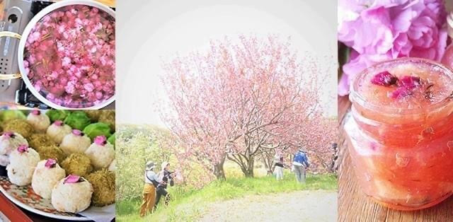 大人の遠足－里山八重桜摘み体験＆桜シロップ作りWS－//ご案内♩ 