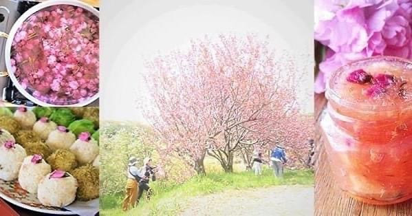 【満席感謝‼︎】  \大人の遠足－里山八重桜摘み体験＆桜シロップ作りWS－//