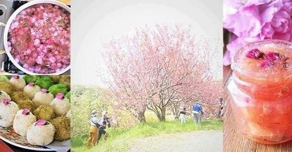 「大人の遠足ー里山八重桜摘み体験＆桜シロップ作り」ご案内