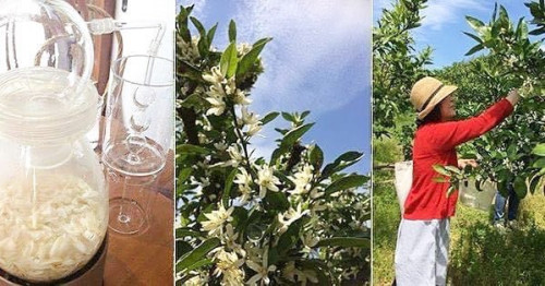 　【みかんのお花摘み＆水蒸気蒸留の会】ご案内