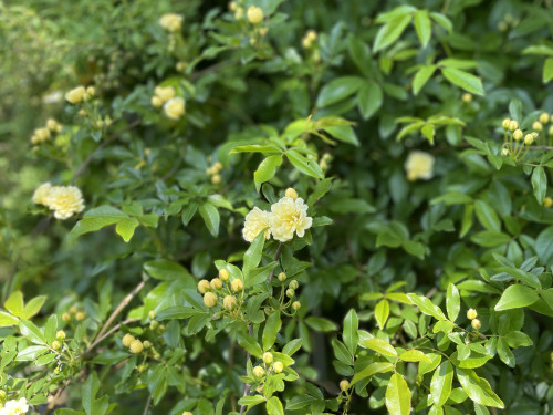 去年植えたモッコウ薔薇が！