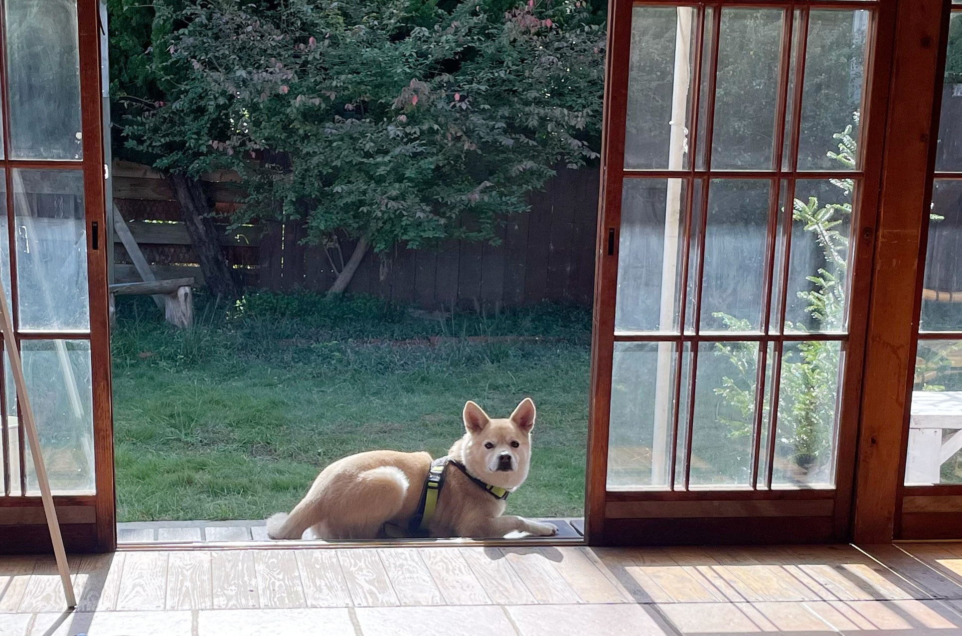 明日から土曜日まで営業します！