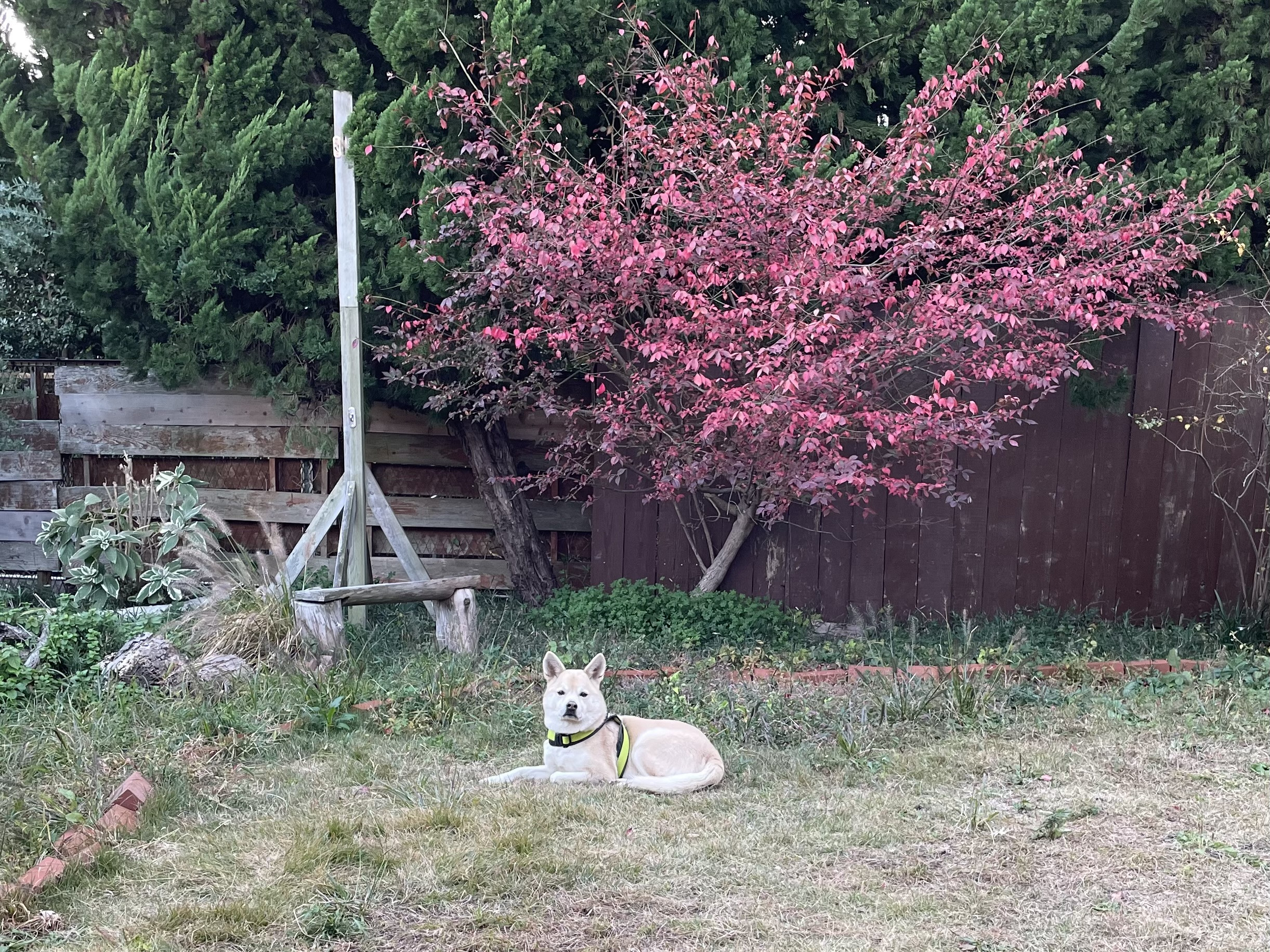 明日から土曜日まで営業します！