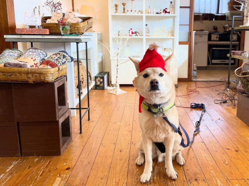 今年も光太郎君サンタがやってきた！