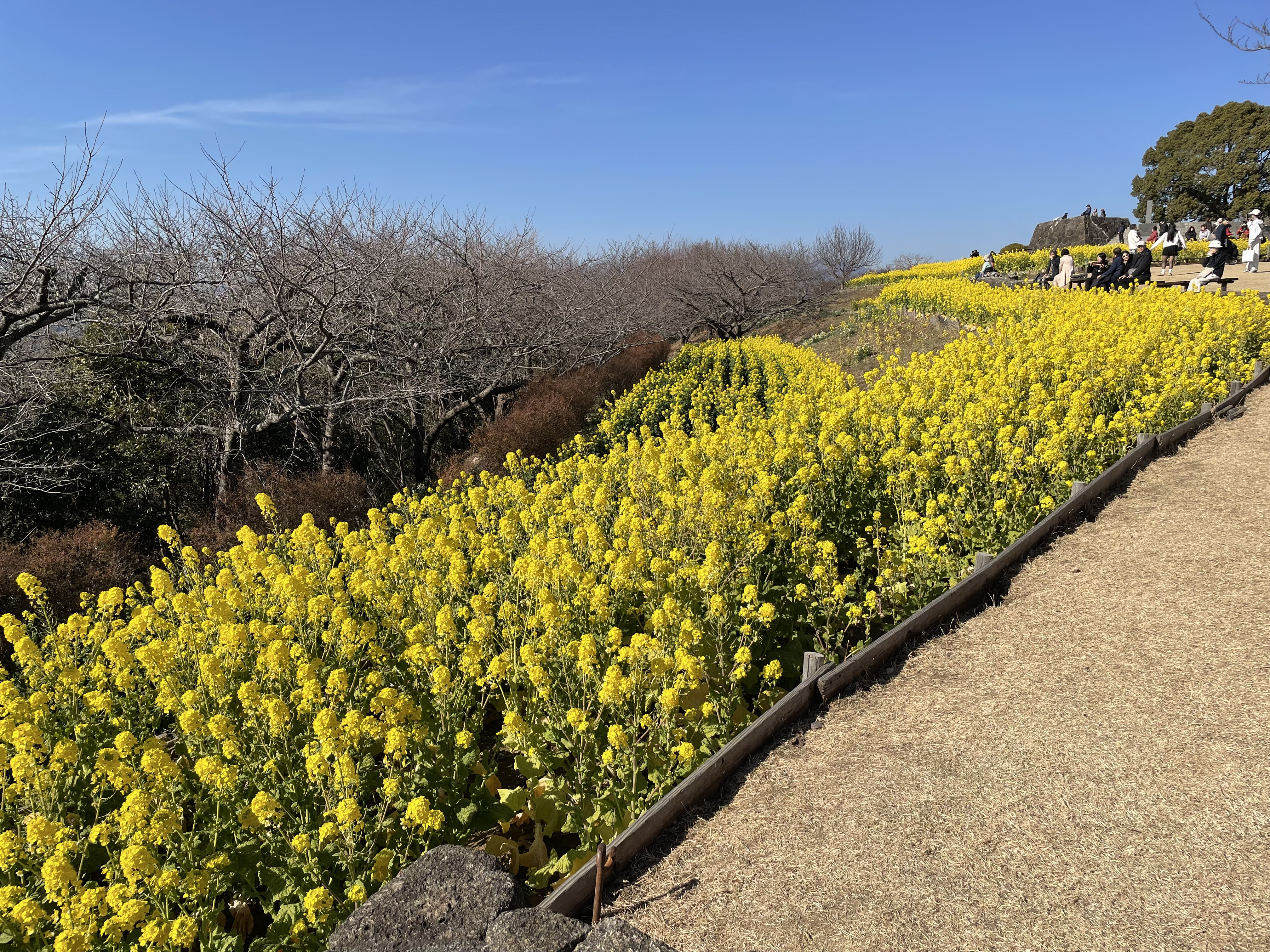 【明日から土曜日営業します】