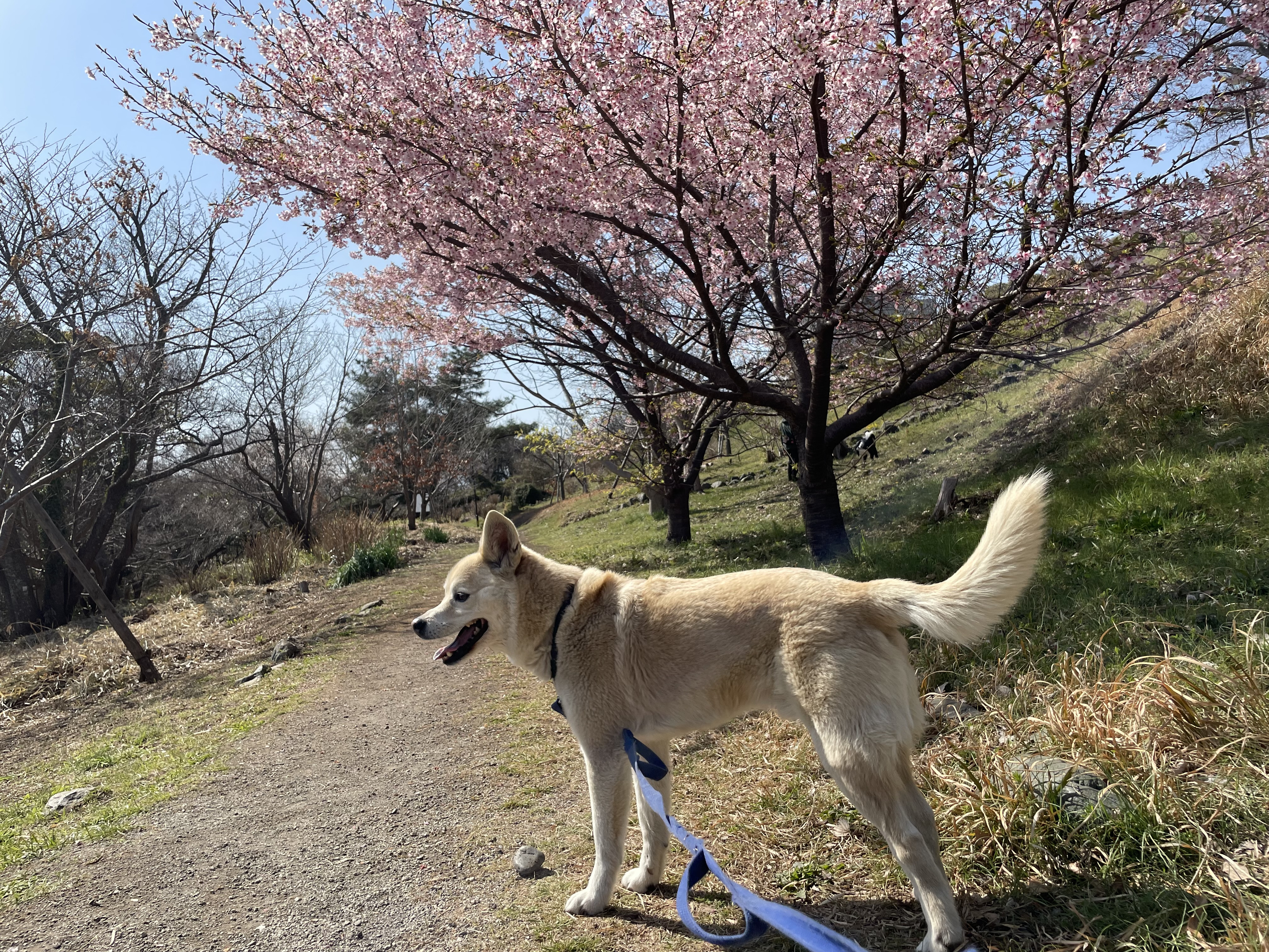 明日から土曜日まで営業します！