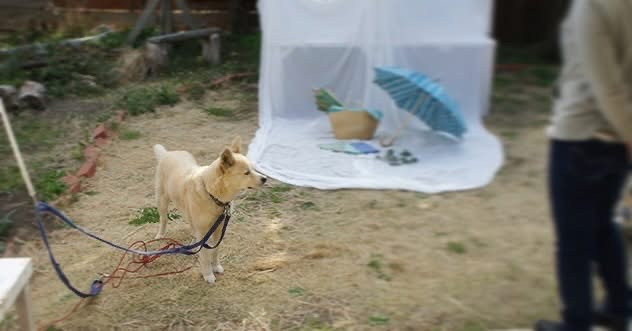 【明日から土曜日まで営業します】