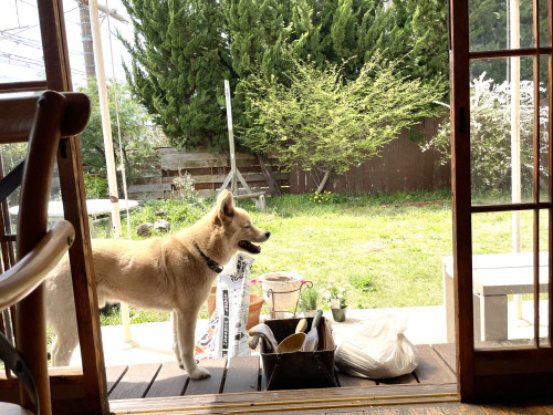 お店の前の寄植えを…