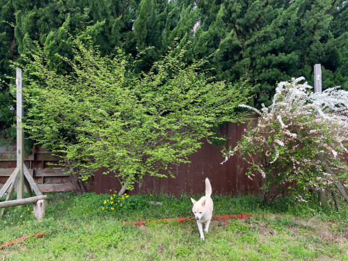 へっちゃらです！