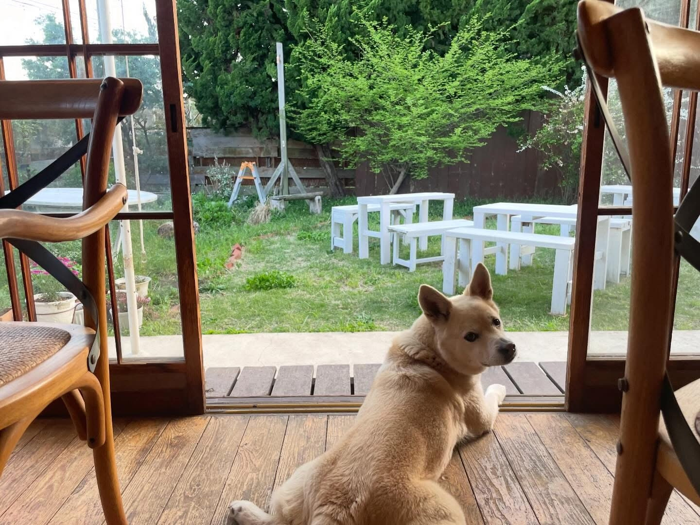 【明日から土曜日まで営業します】