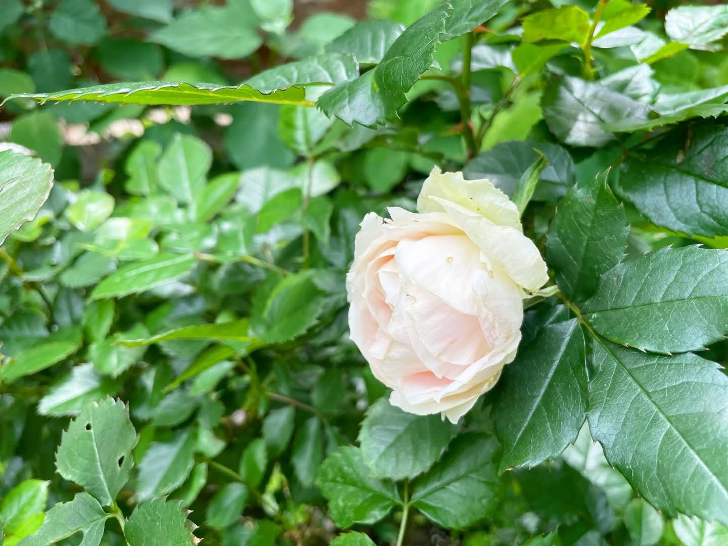 週末土曜日の今日は…