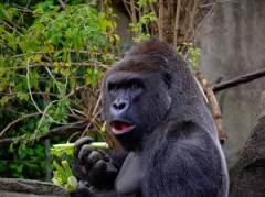 gorilla-1547124_960_720-300x224.jpg