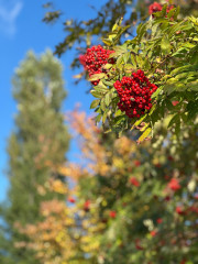 IMG_9832.jpg