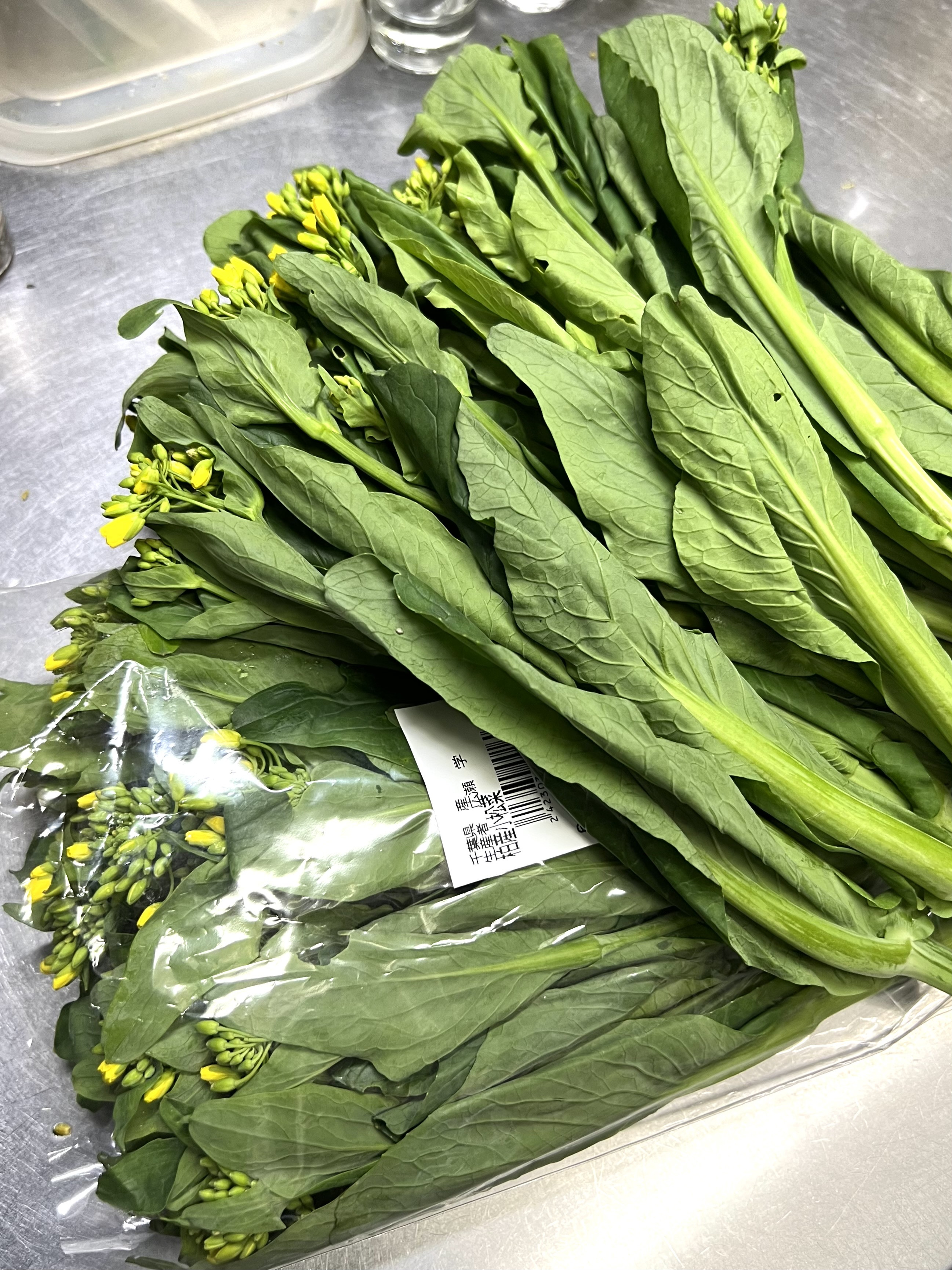 柏産　小松菜花　登場