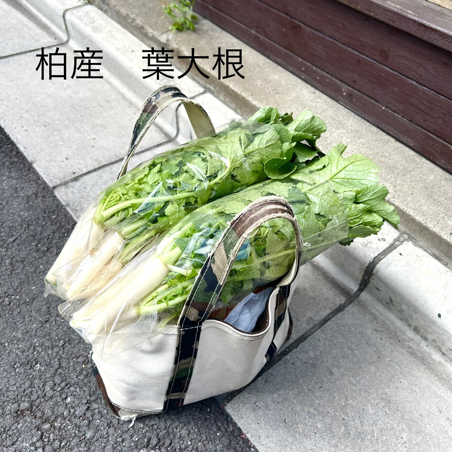 柏産「葉大根」　登場