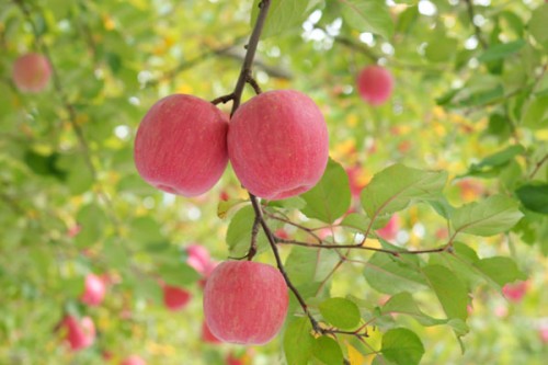 りんごの画像.jpg
