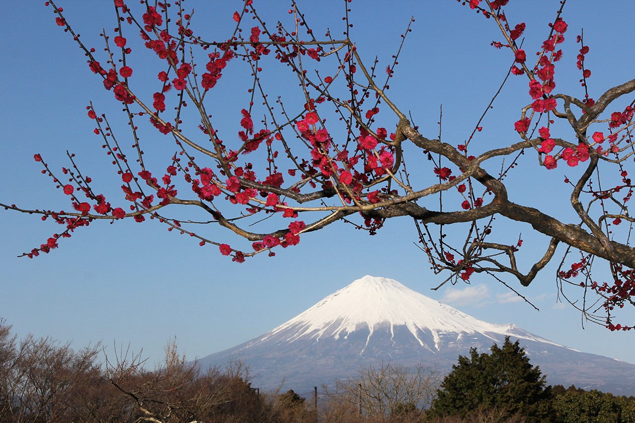 富士山新年.jpg