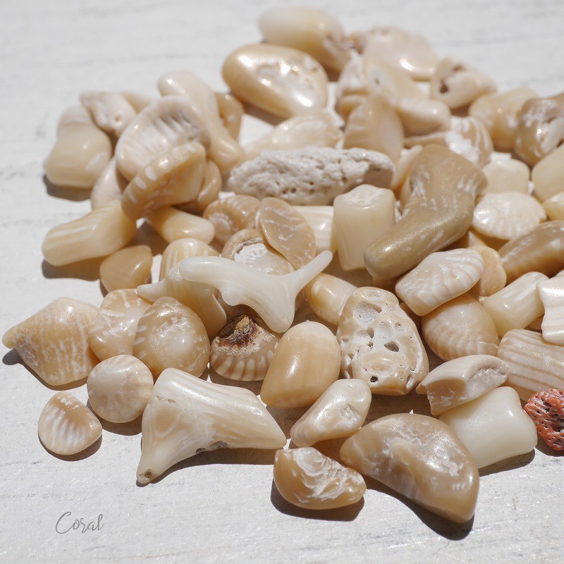 天然石ブラウンホワイトコーラル 約20g分詰合せ 約6～12mm 穴なしさざれ石サンゴ白珊瑚