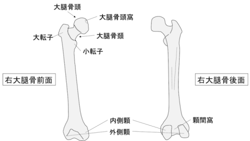 Femur.png