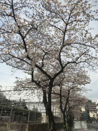 sakura .jpg