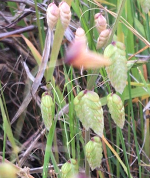 野草を楽しむ