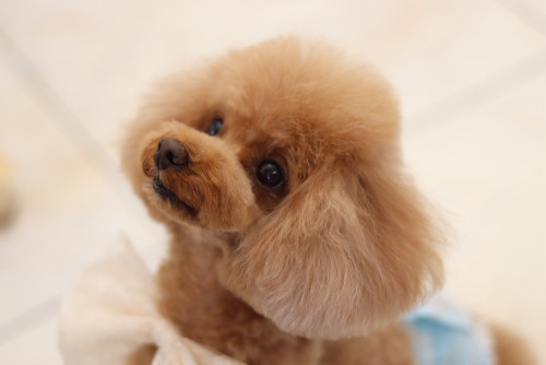 トイプードル/ルークくん♡