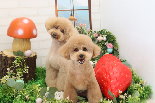 ♡あおくん♡はるくん♡