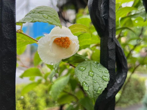 2023年７月 OPEN GARDEN！