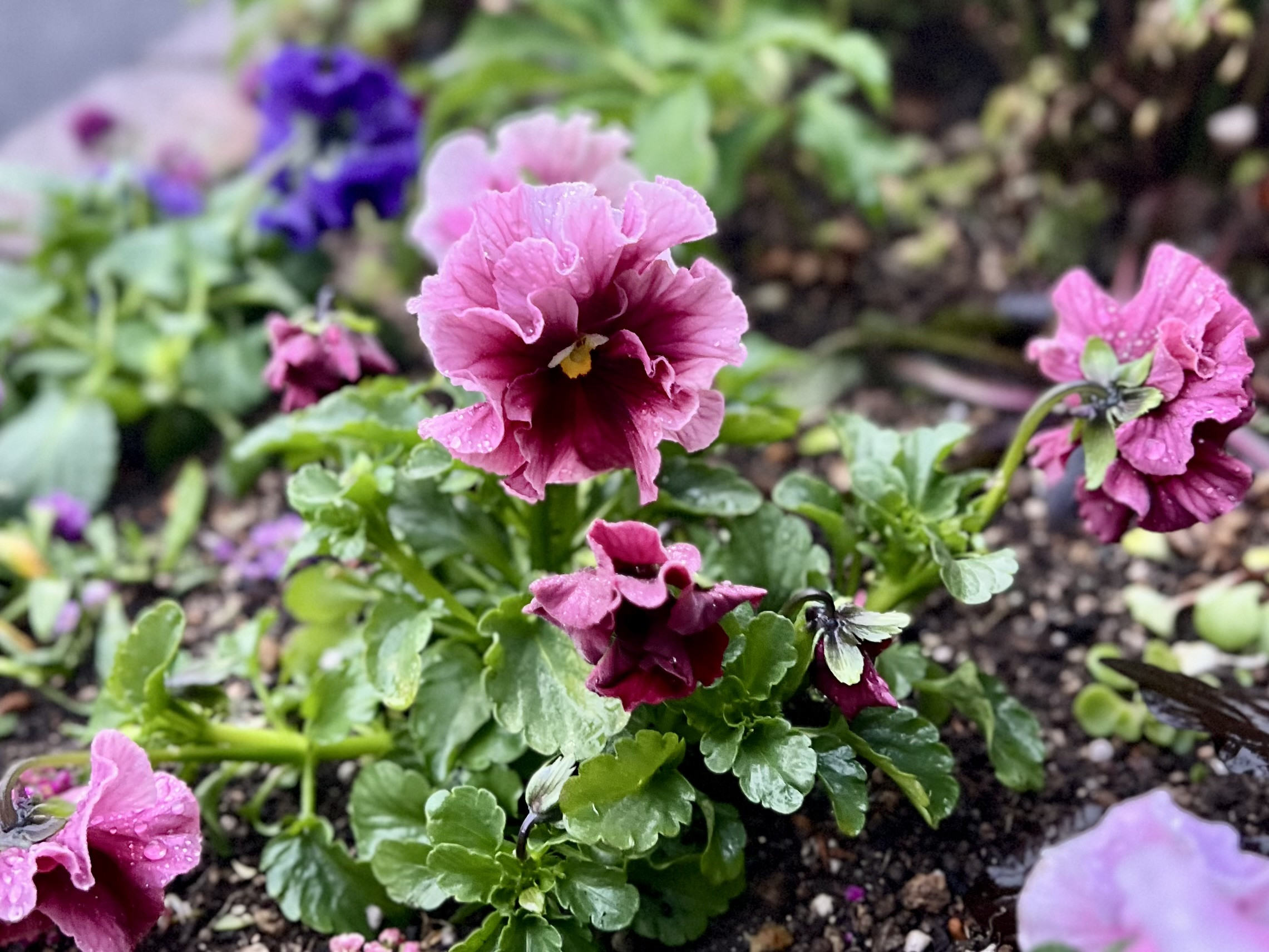 新春のお慶びを申し上げます