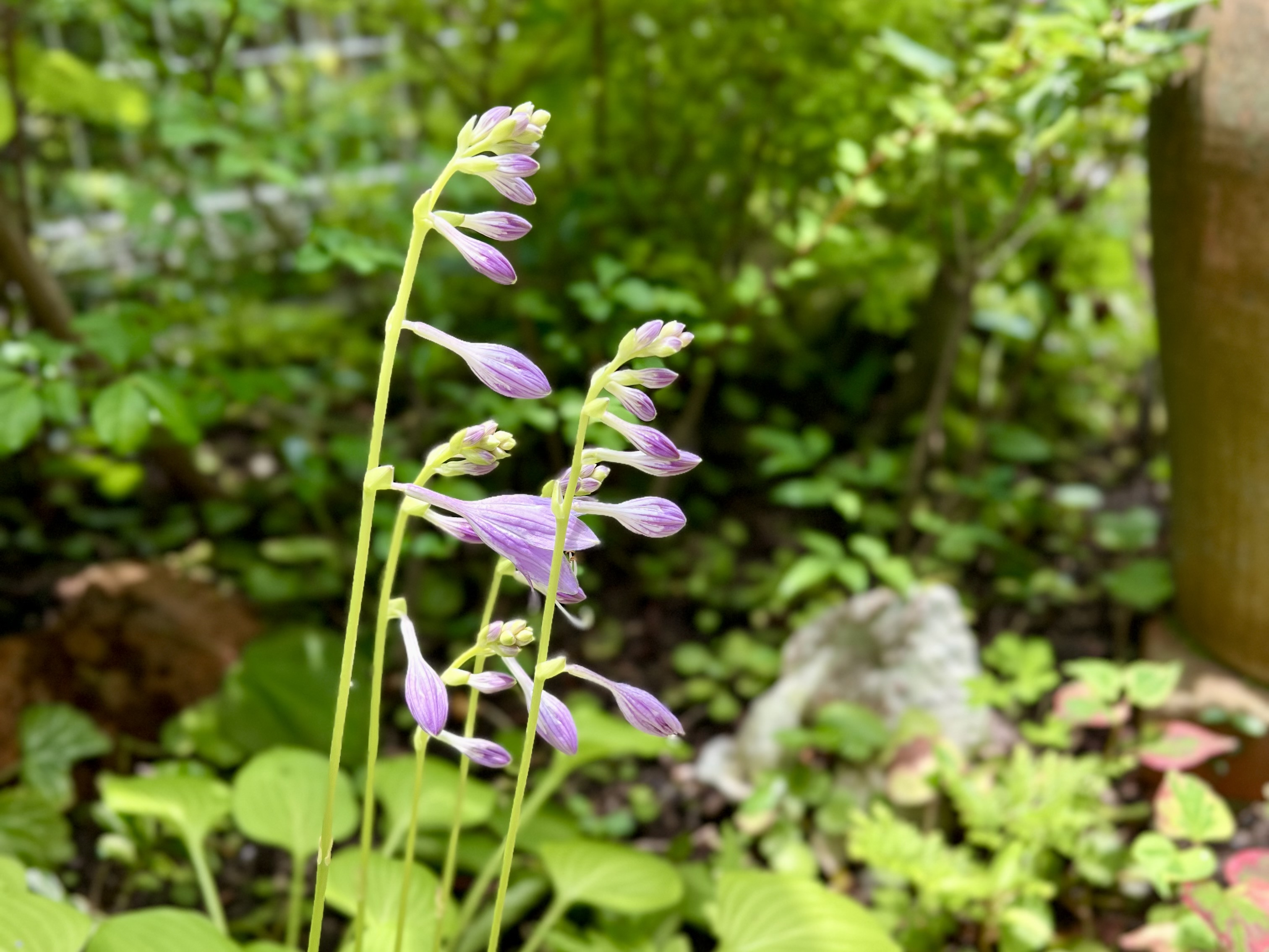 2026年7月 ❃ OPEN GARDEN