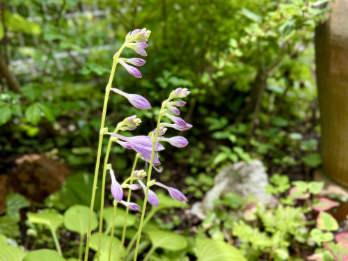 2026年7月 ❃ OPEN GARDEN