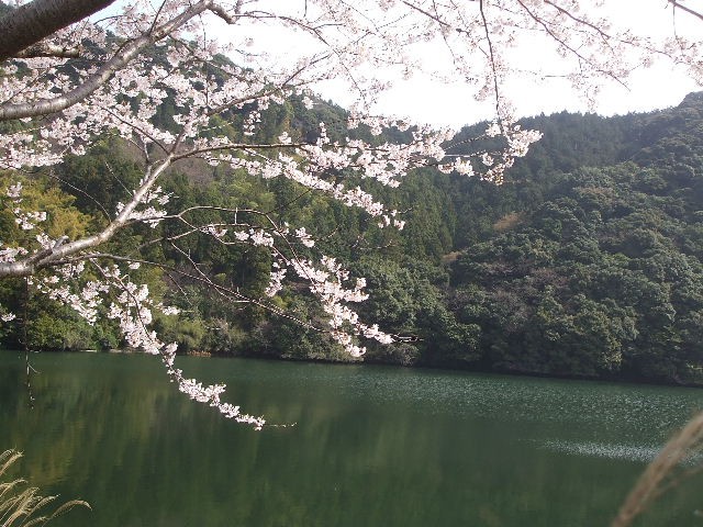 ダム湖畔の春