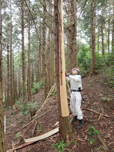 巻き枯らし間伐調査