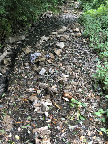 第二研修の森への道