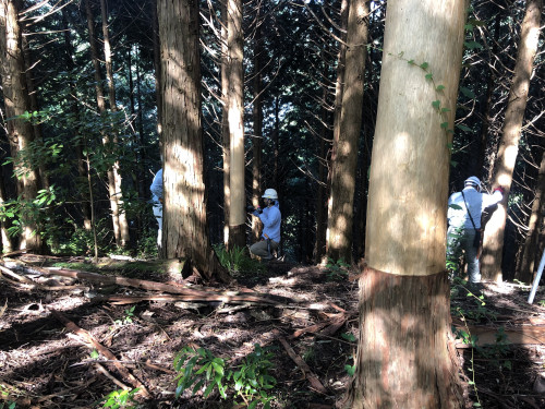 久しぶりの伐竹と巻き枯らし間伐