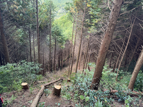 縦列間伐継続中