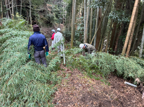 門松用竹松の切り出し