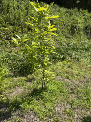 IMG_6908.jpeg