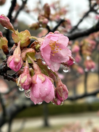 倉敷川沿いの河津桜