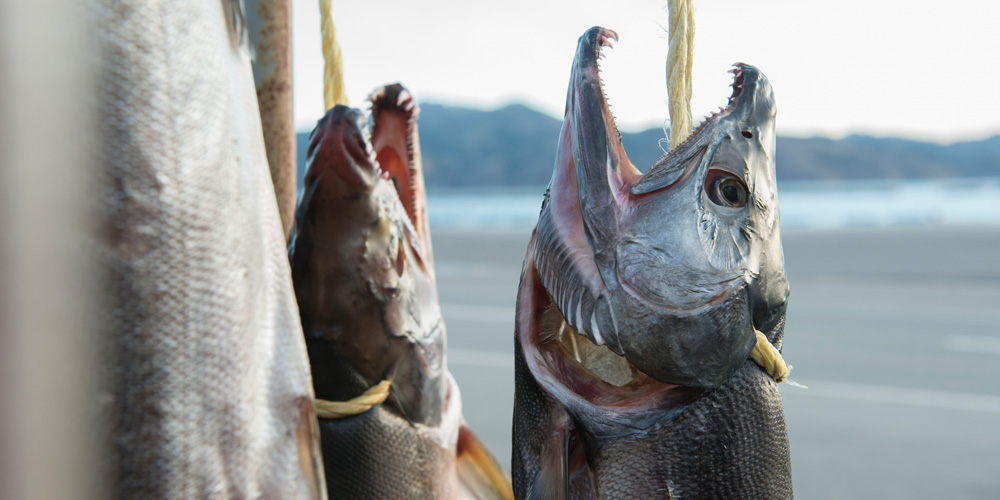 三陸の風土が生んだ伝統の味、新巻鮭。