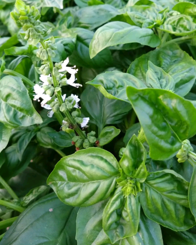 最高においしい✨️バジルソース🌿