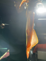 IMG_7741.jpeg
