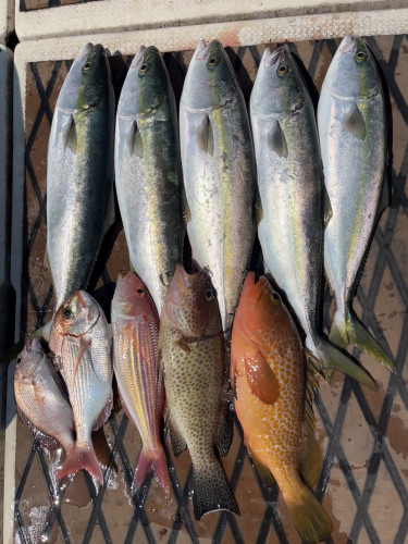 One day!  最近の釣果