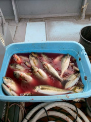 IMG_8415.jpeg