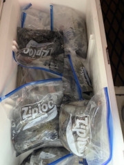 IMG_8441.jpeg